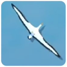 Albatross β How to Fish creature icon